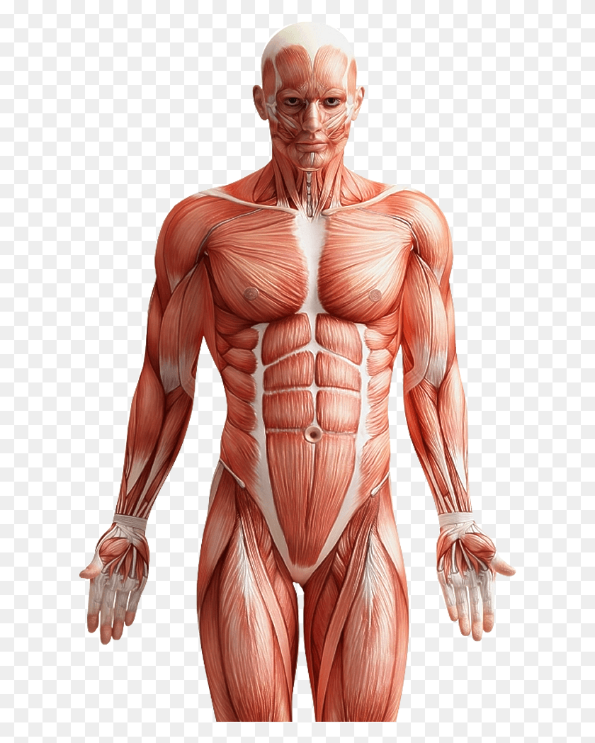 618x989 Human Body Front And Back, Torso, Person, Human HD PNG Download