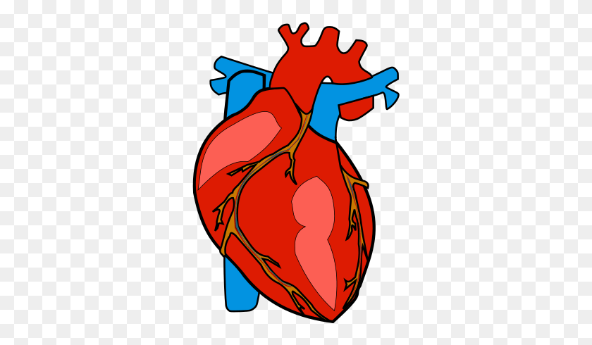 295x430 Human Body Heart Anatomy Organ Human Heart Clipart, Graphics, Leisure Activities HD PNG Download