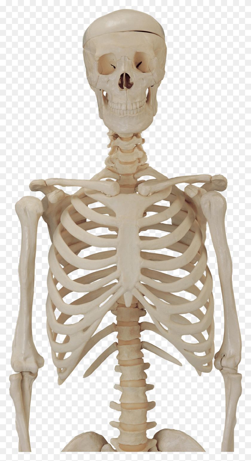 1227x2334 Human Body Skeleton HD PNG Download