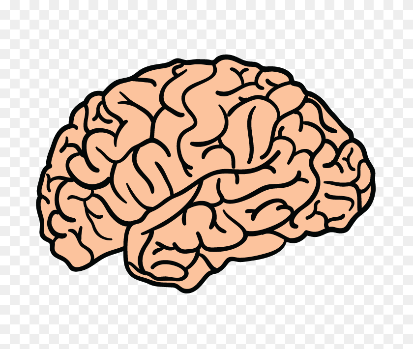 Human Brain, Food, Nut, Plant, Produce Transparent PNG