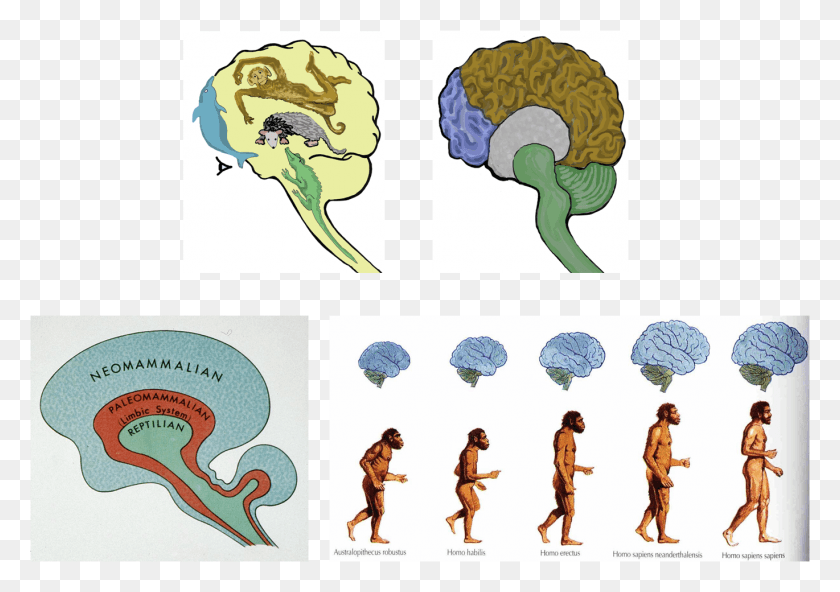 1370x935 Человеческий Мозг, Растение, Человек, Овощи Hd Png Скачать