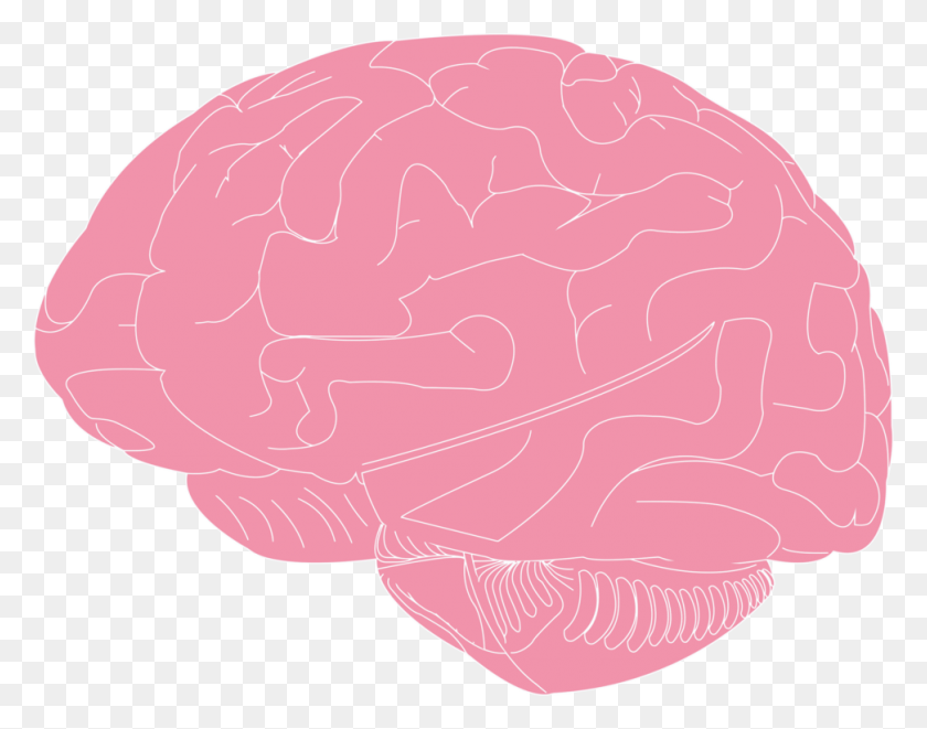 972x750 La Biología Del Cerebro Humano Clipart La Biología Humana Ilustración Del Cuerpo Humano, Hongo, Texto, Oído Hd Png Descargar