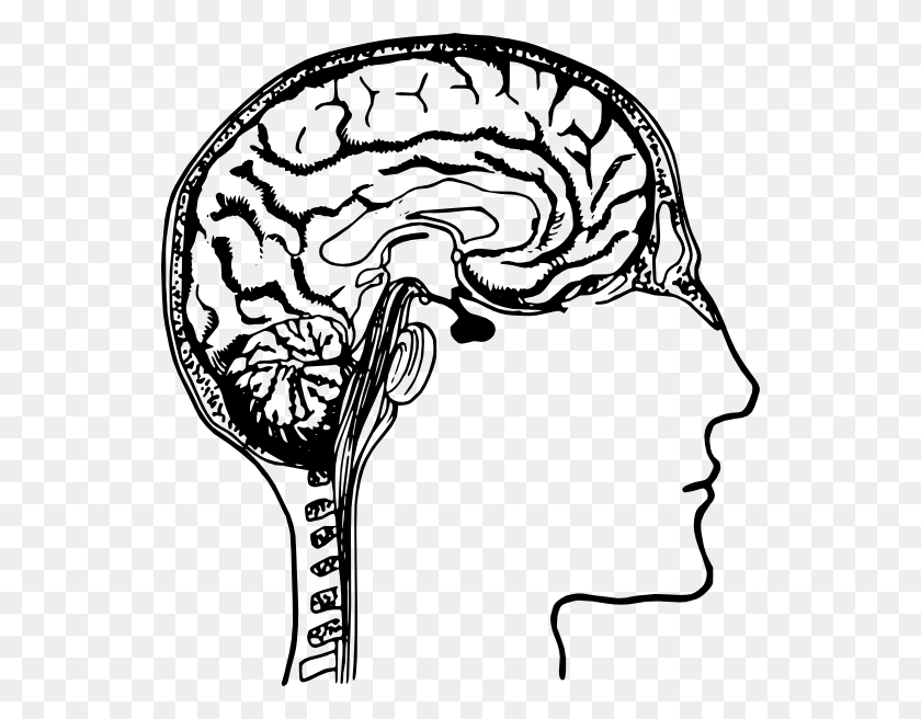 546x596 Png Человеческий Мозг