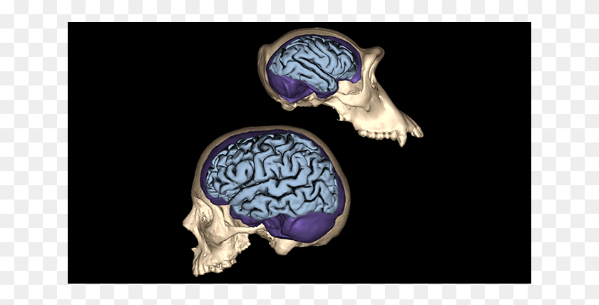 651x368 Human Brain Evolution Of Human Brain And Skull, Plant, Gemstone, Jewelry HD PNG Download