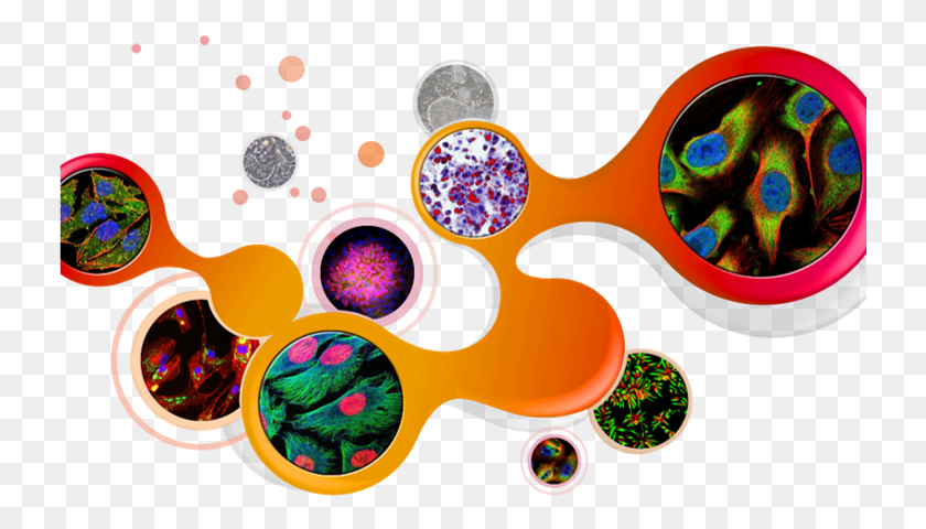733x420 Human Cell Cell, Graphics, Pattern HD PNG Download
