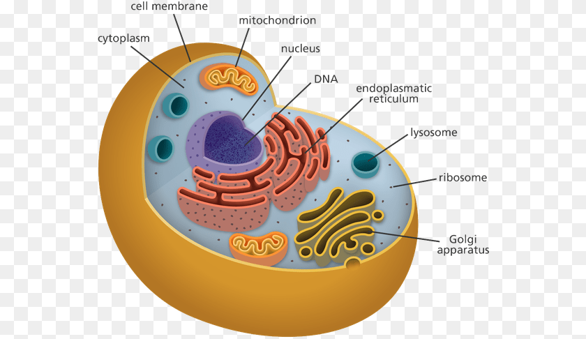 566x486 Human Cell Organelles Biology, Birthday Cake, Cake, Cream, Dessert Sticker PNG