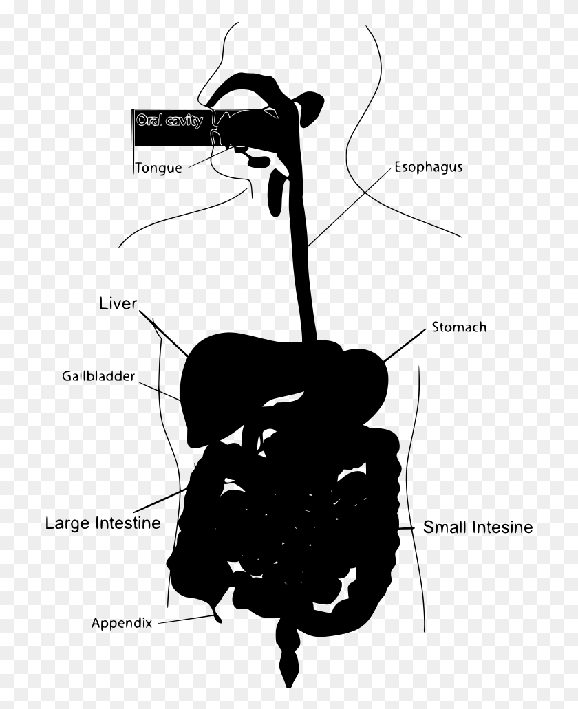 708x971 Human Digestive System Eating Meat Human Digestive System Eating Meat, Gray, World Of Warcraft HD PNG Download