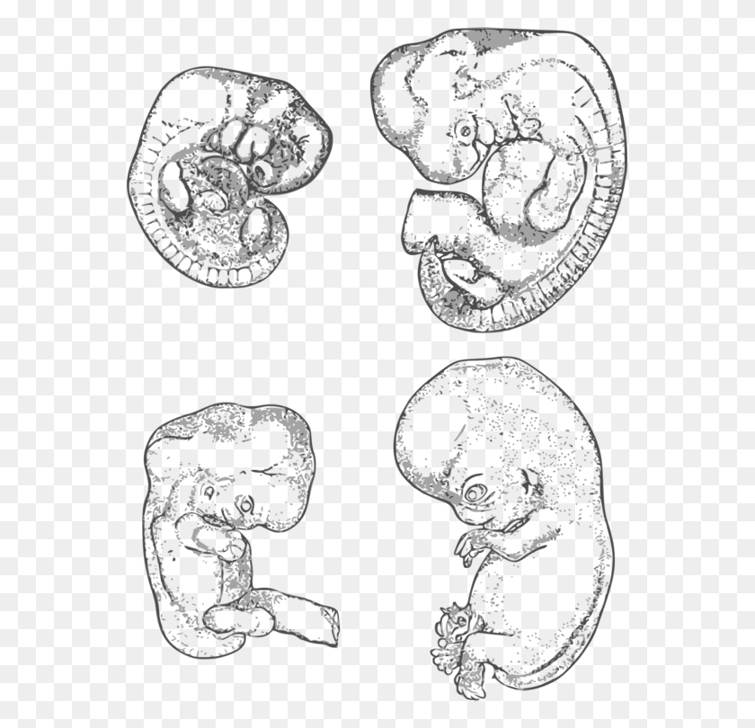 557x750 Human Embryonic Development Human Embryonic Development Sketch, Stencil, Rug, Lace HD PNG Download