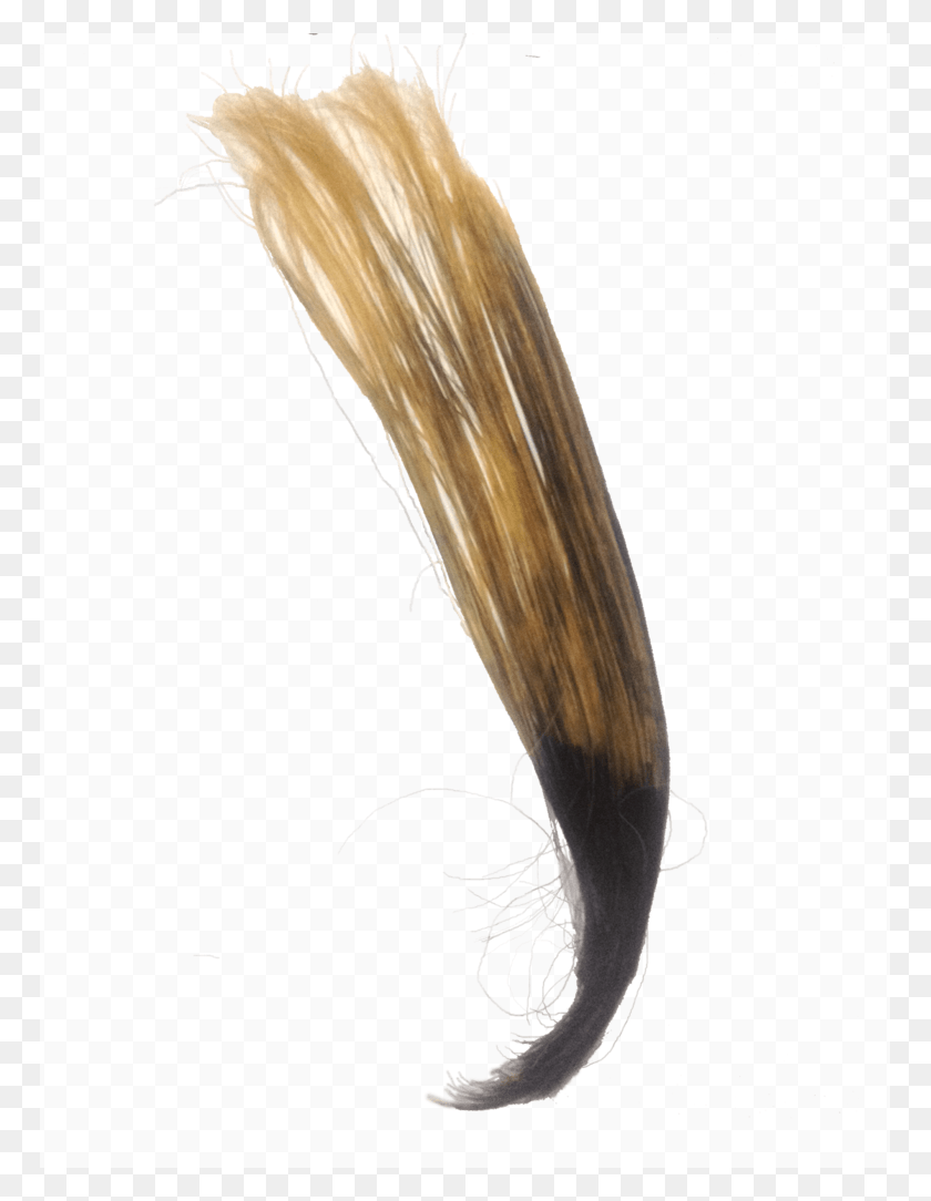 767x1024 Human Hair Partly Bleached Piece Of Hair Transparent, Bird, Animal, Hair Slide HD PNG Download