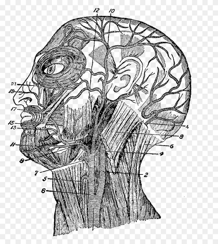 1001x1127 Human Head Anatomical Illustration Head Muscles, Nature, Outdoors, Outer Space HD PNG Download