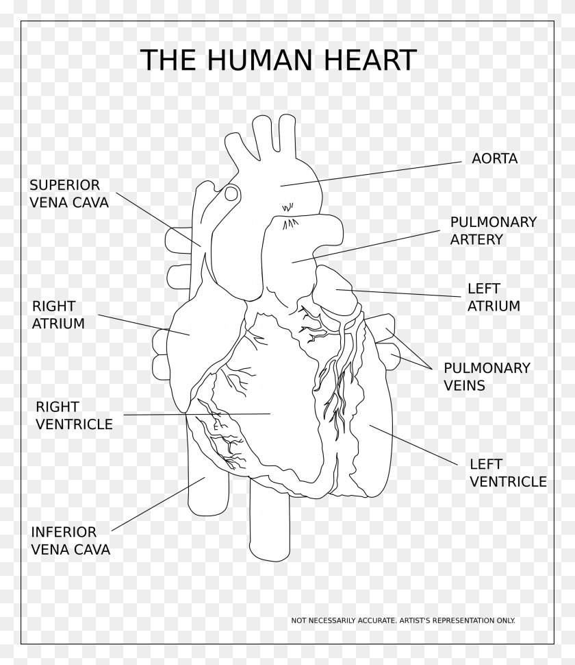 2055x2400 Человеческое Сердце Черно-Белое, Трафарет Hd Png Скачать