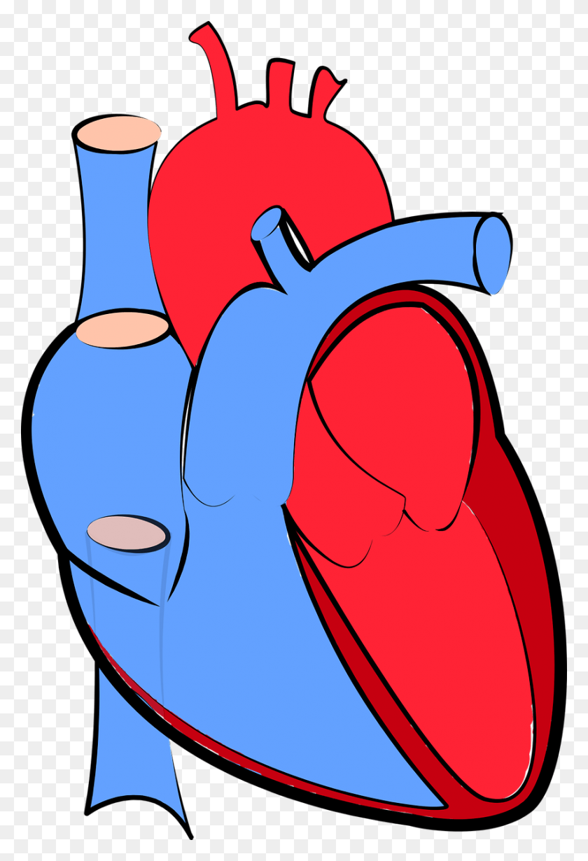 852x1280 Human Heart Blood Flow Oxygenated And Deoxygenated Human Heart Transparent Background, Clothing, Apparel HD PNG Download