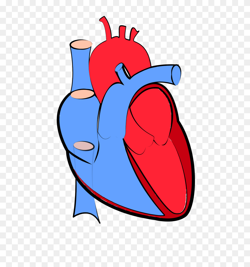 1800x1920 Human Heart Clipart, Water, Dynamite, Weapon PNG