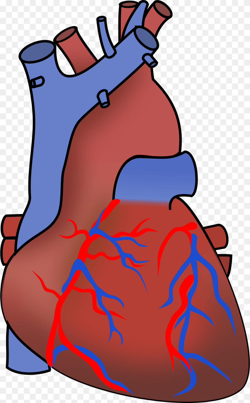 Human Heart Clipart, Dynamite, Weapon Transparent PNG