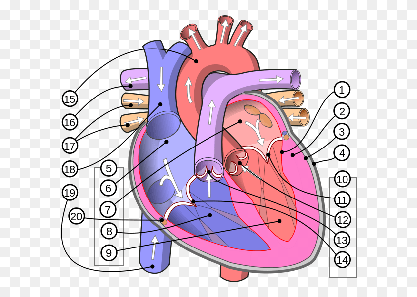 598x540 Descargar Png Diagrama De Corazón Humano Diagrama De Corazón Humano Inglés, Texto, Bicicleta, Vehículo Hd Png