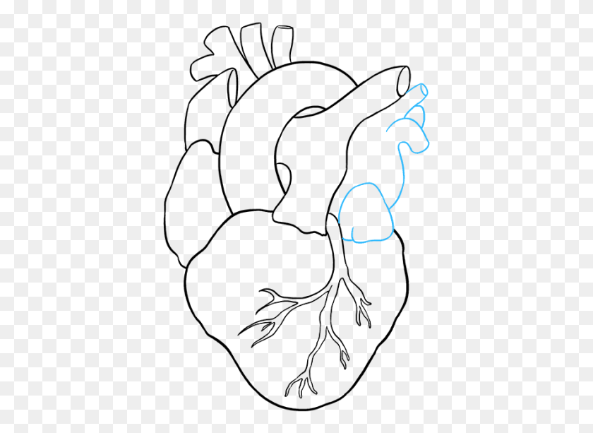 379x553 Human Heart To Draw, Text, Nature, Outdoors HD PNG Download