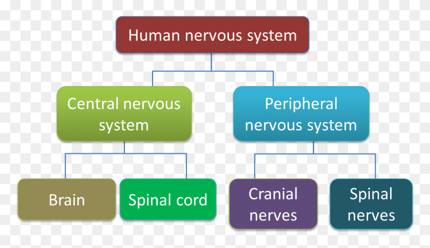 1122x612 Human Nervous System Classification Of Human Nervous System, Text, Credit Card, Electronics HD PNG Download