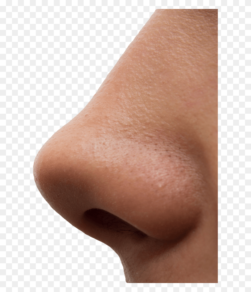 619x916 Human Nose Nose Transparent Background, Skin, Person, Neck HD PNG Download