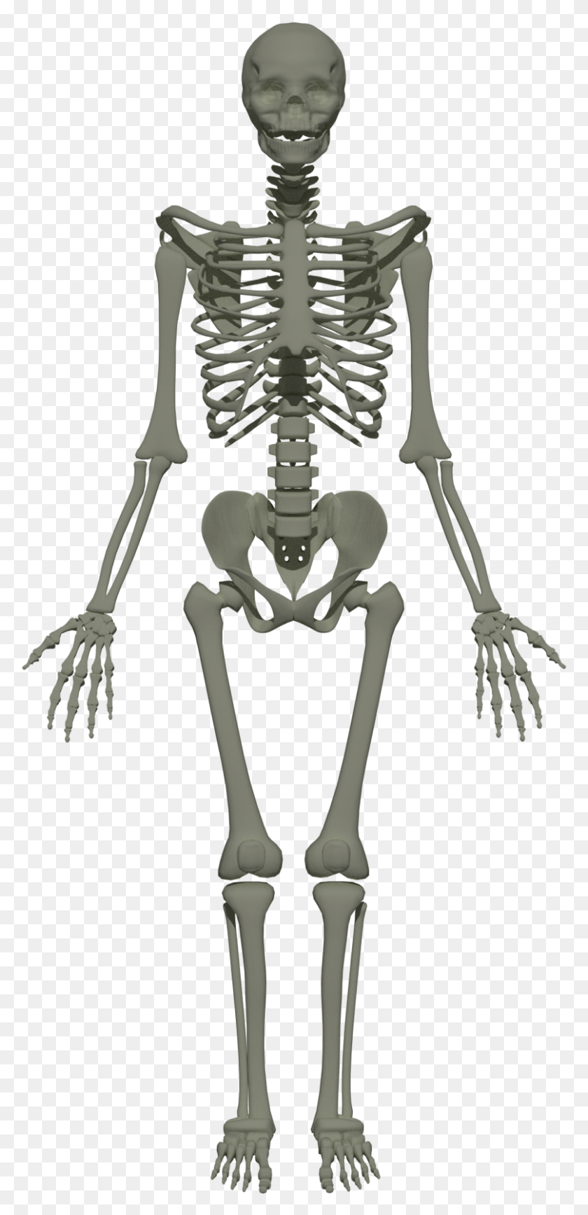 808x1736 Esqueleto Humano Hd Png