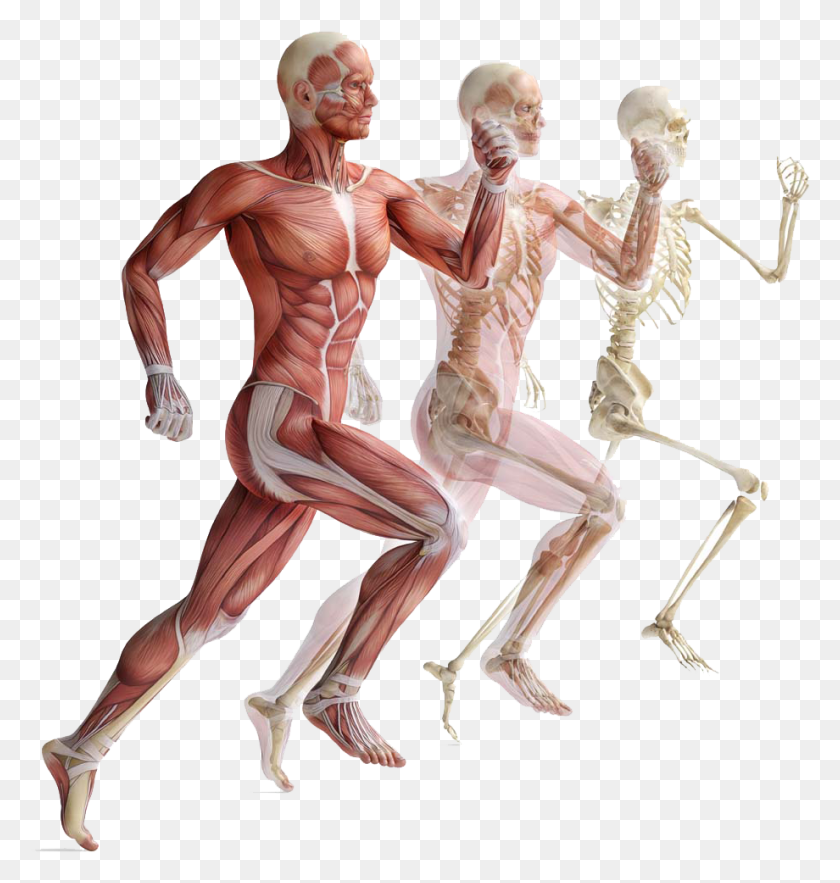 920x971 Human Skeleton Anatomy Course, Person, Torso, Alien HD PNG Download