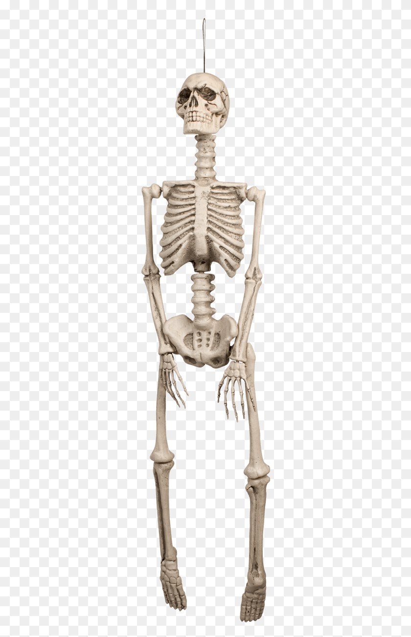 264x1243 Human Skeleton Decoration Esqueletos Decoracion, Person HD PNG Download