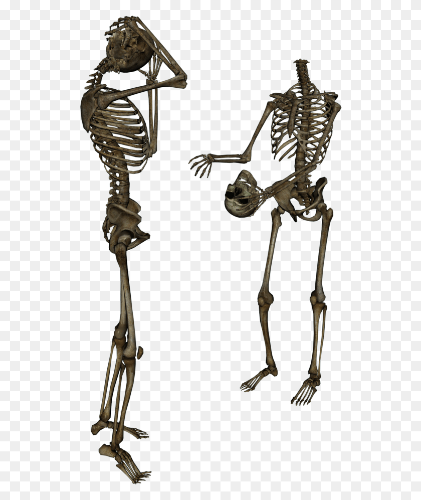 524x937 Human Skeleton Transparency And Translucency Clip Art Surrenderdorothy Bones HD PNG Download