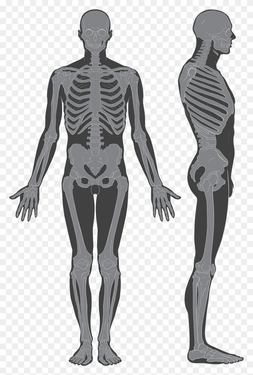 1985x3017 Human Skeleton With Flesh Human Skeleton With Flesh, Person HD PNG Download