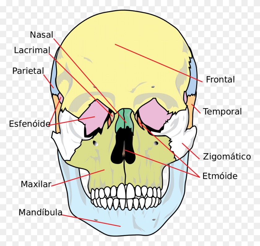 1002x945 Descargar Png Cráneo Humano Delantero Simplificado Ptbr Diagrama De Cráneo Humano, Casco, Ropa, Vestimenta Hd Png