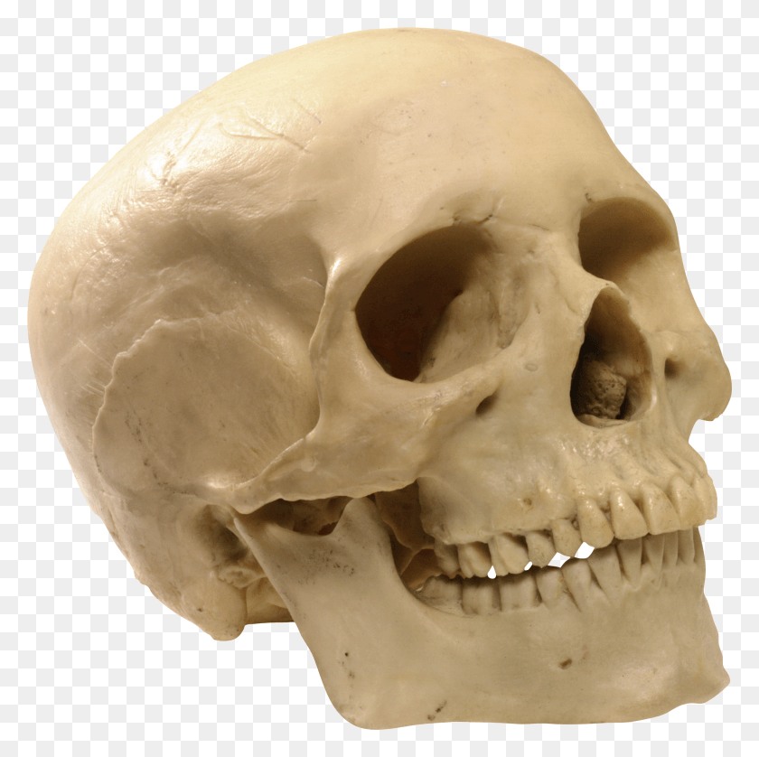 2023x2018 Human Skull Human Skull Transparent Background HD PNG Download