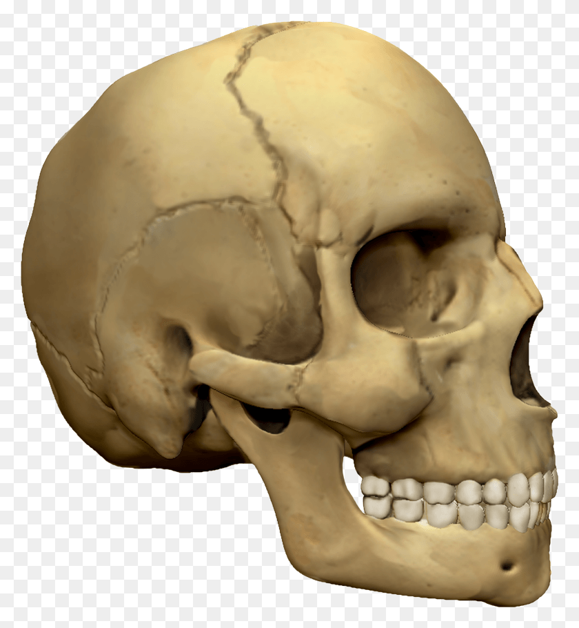 3036x3312 Human Skull Skull HD PNG Download