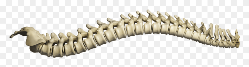 955x205 Columna Vertebral Humana, Dientes, Boca, Labio Hd Png