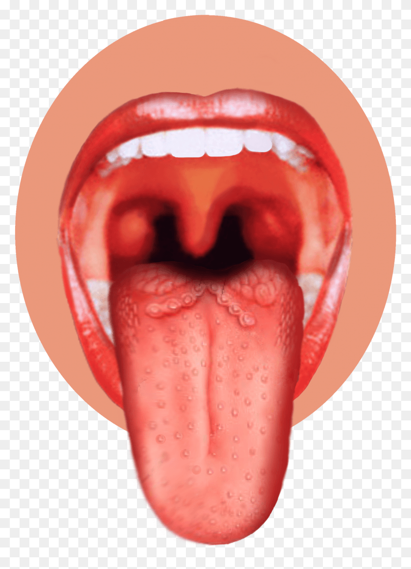 1685x2385 Human Tongue, Mouth, Lip HD PNG Download