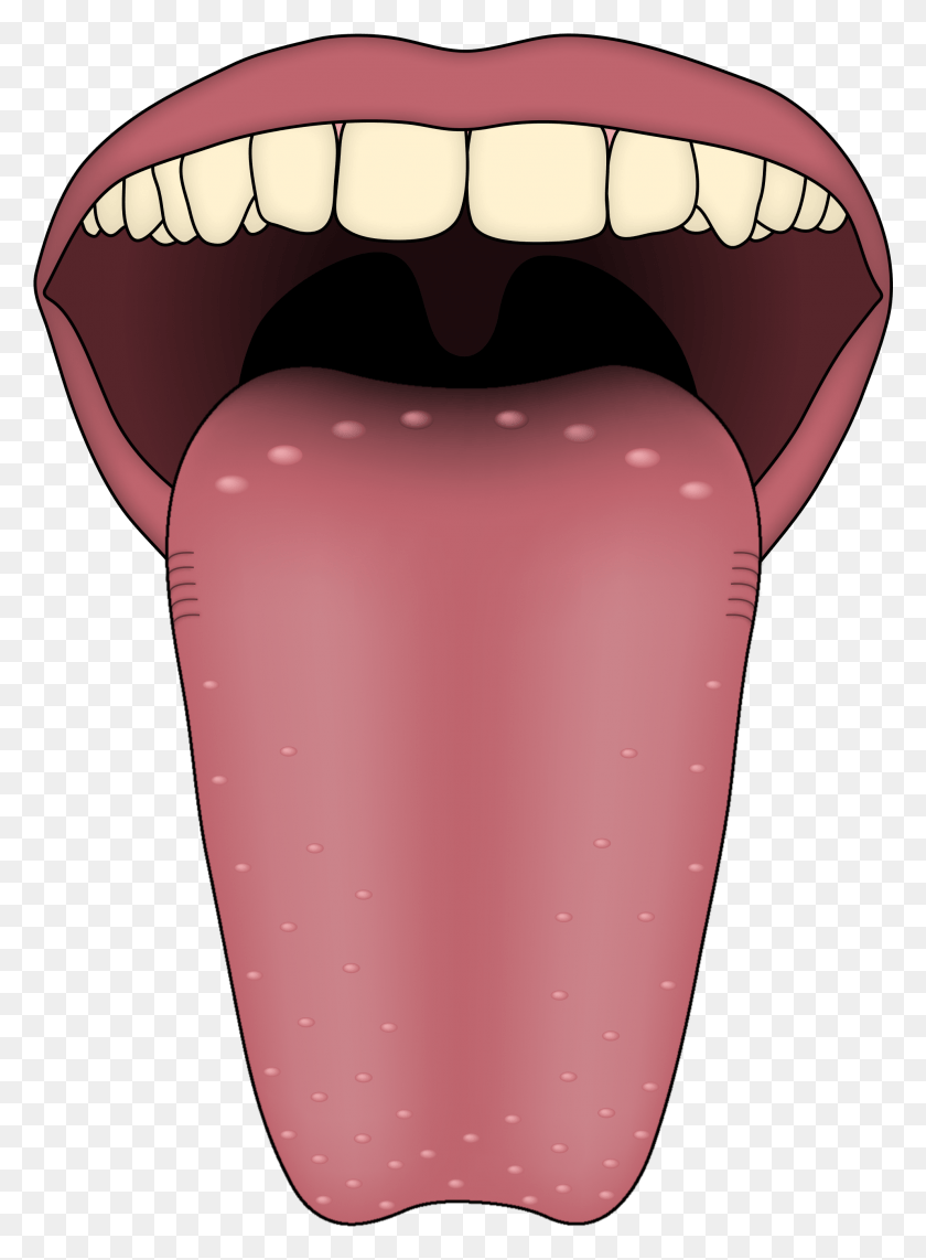 1983x2751 Human Tongue Does It Mean If You Have Spots On Your T, Mouth, Lip, Teeth HD PNG Download