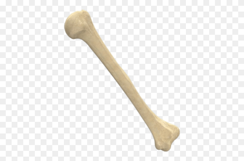 404x495 Humerus Humerus Bone Transparent Background, Axe, Tool, Cutlery HD PNG Download