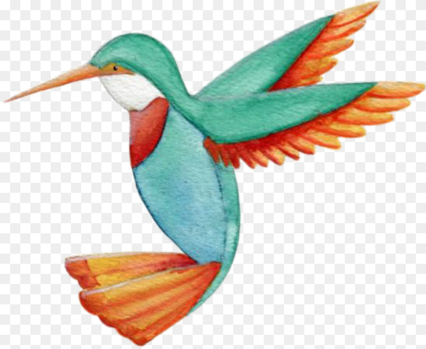 Humming Bird Books Hummingbird, Animal, Beak Clipart PNG