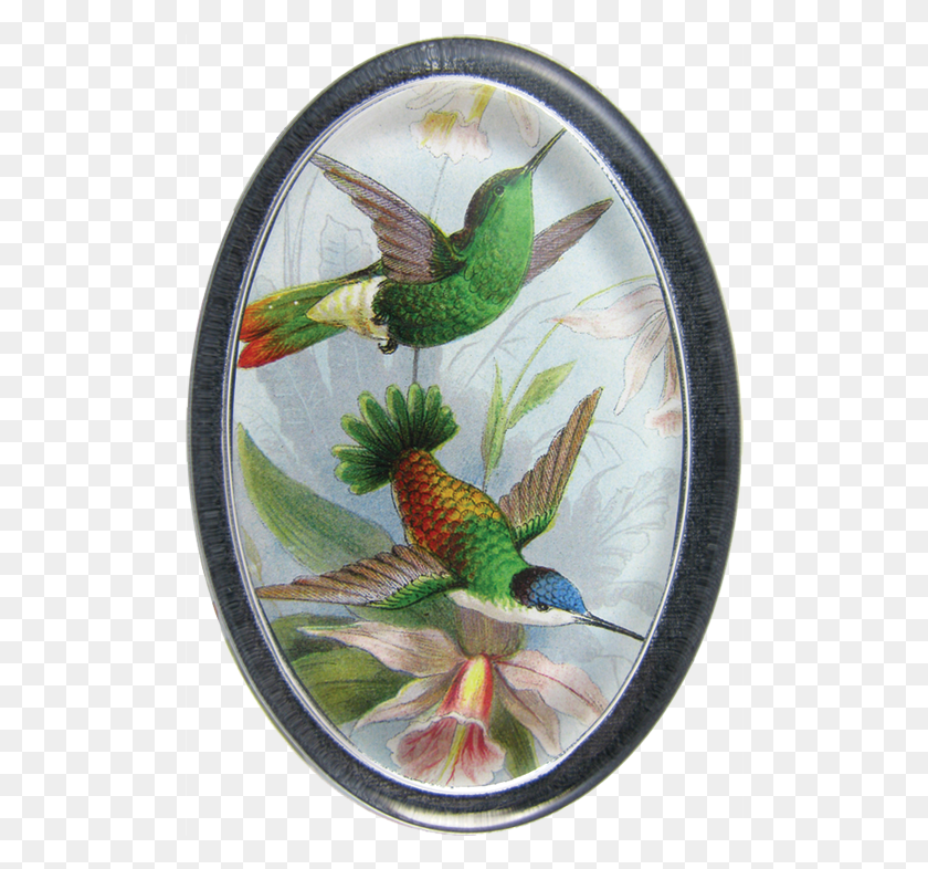 506x726 Hummingbird, Bird, Animal, Fish HD PNG Download