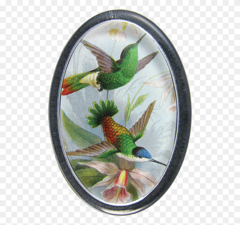 506x726 Colibrí, Pájaro, Animal, Pez Hd Png