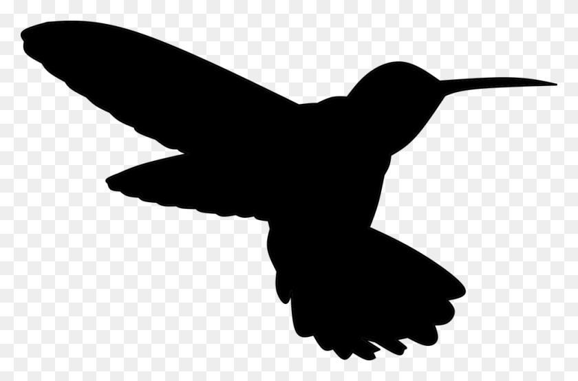 960x608 Hummingbird, Gray, World Of Warcraft HD PNG Download