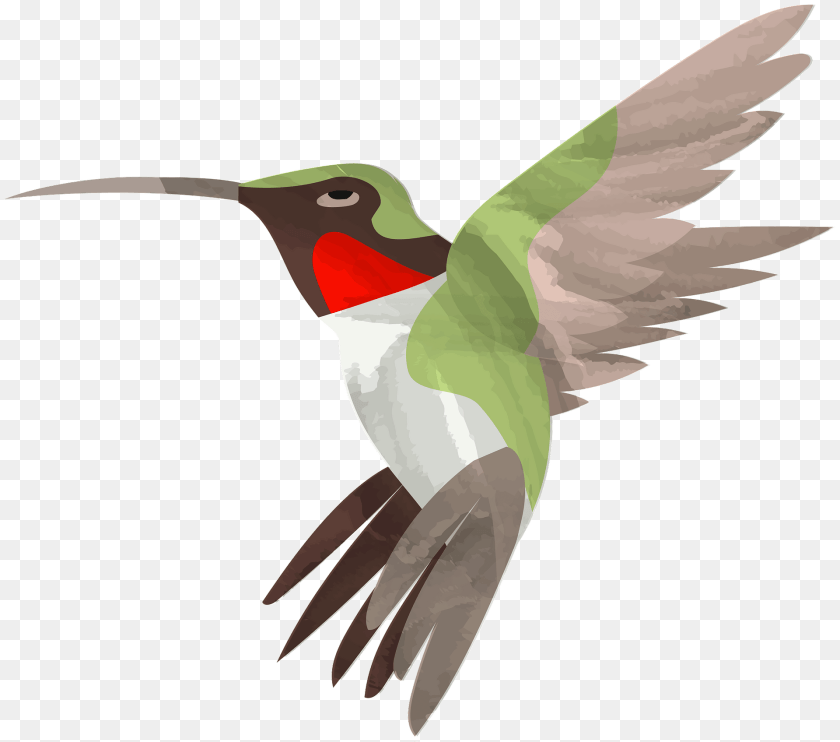 Hummingbird Animal, Bird, Beak, Fish Clipart PNG