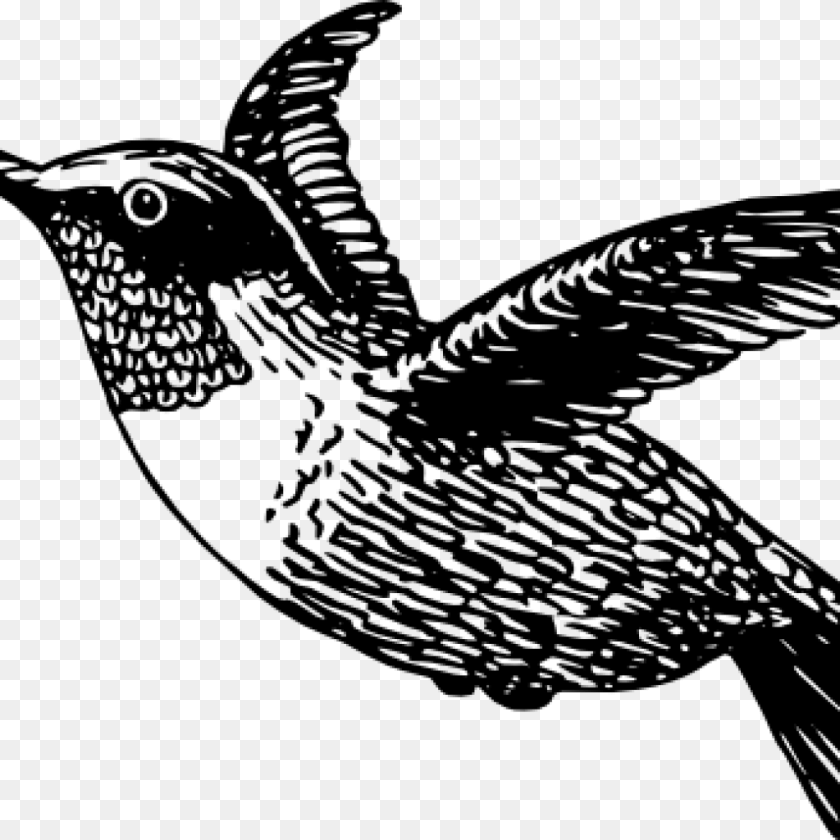 1024x1024 Hummingbird Clipart Thank You Clipart Hummingbird Clip Art Black And White, Gray Transparent PNG