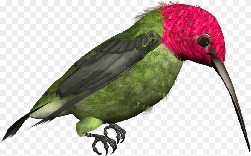 Hummingbird Download Bird Illustrations High Resolution, Animal, Beak, Bee Eater Clipart PNG
