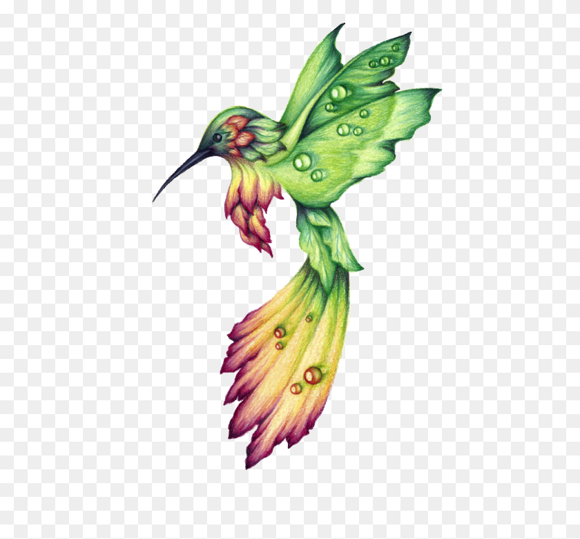 462x721 Hummingbird Drawings Google Search Dibujos De Colibries A Lapiz, Bird, Animal, Beak HD PNG Download