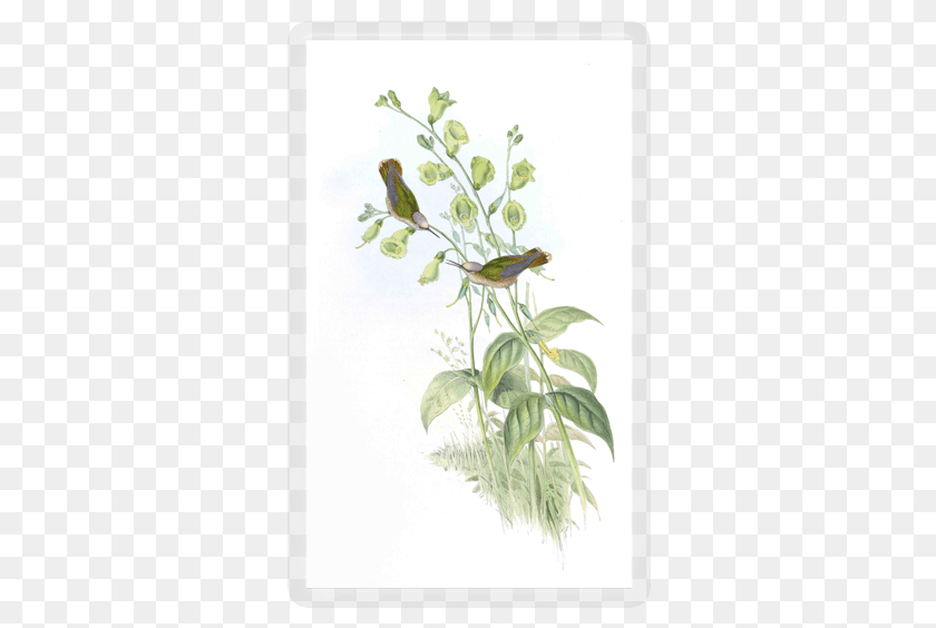 Hummingbird Jasmine, Plant, Animal, Bird, Herbal PNG