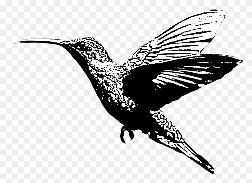 1002x710 Colibrí Png / Colibrí Png