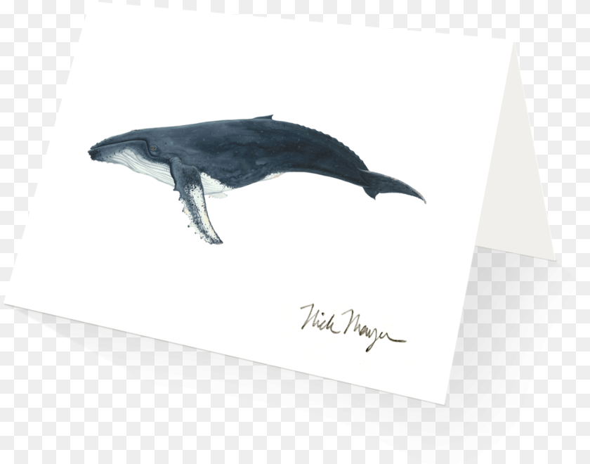 834x660 Humpback Whale Bottlenose Dolphin, Animal, Mammal, Sea Life, Fish PNG