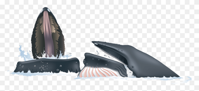 889x370 Humpbacks Chase Their Prey Up To The Surface And Emerge Humpback Whale, Sea Life, Animal, Mammal HD PNG Download