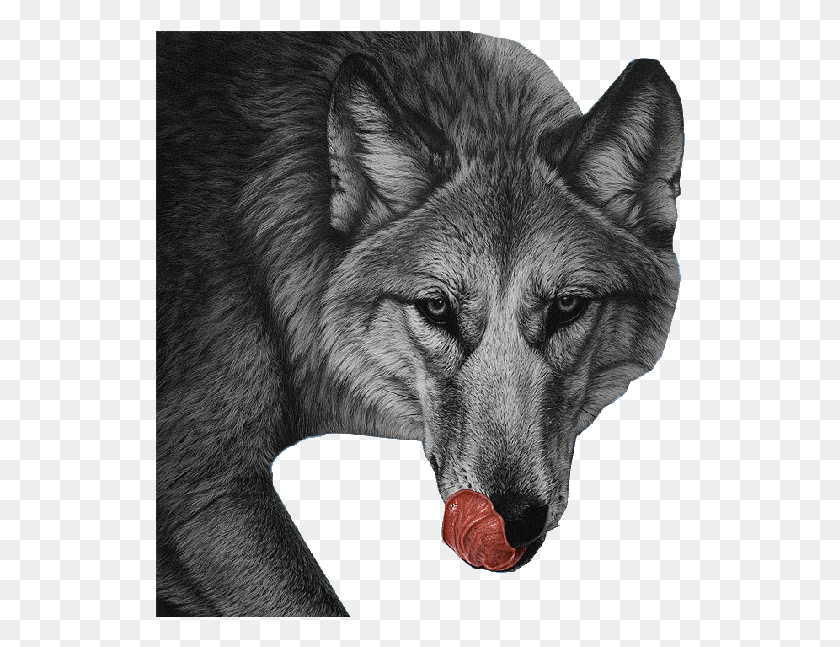 530x587 Hungry Wolf Amazing Art Of Animals, Mammal, Animal, Dog HD PNG Download