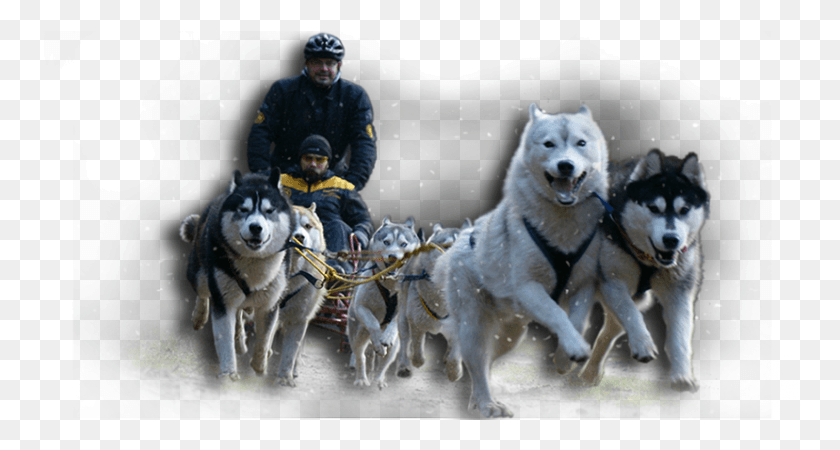 828x414 Huskies Love Exercise Sakhalin Husky, Person, Human, Dog HD PNG Download