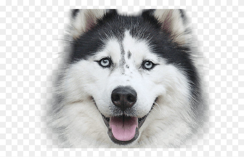 624x481 Husky Clipart Transparent Background Happy Thanksgiving Husky, Dog, Pet, Canine HD PNG Download