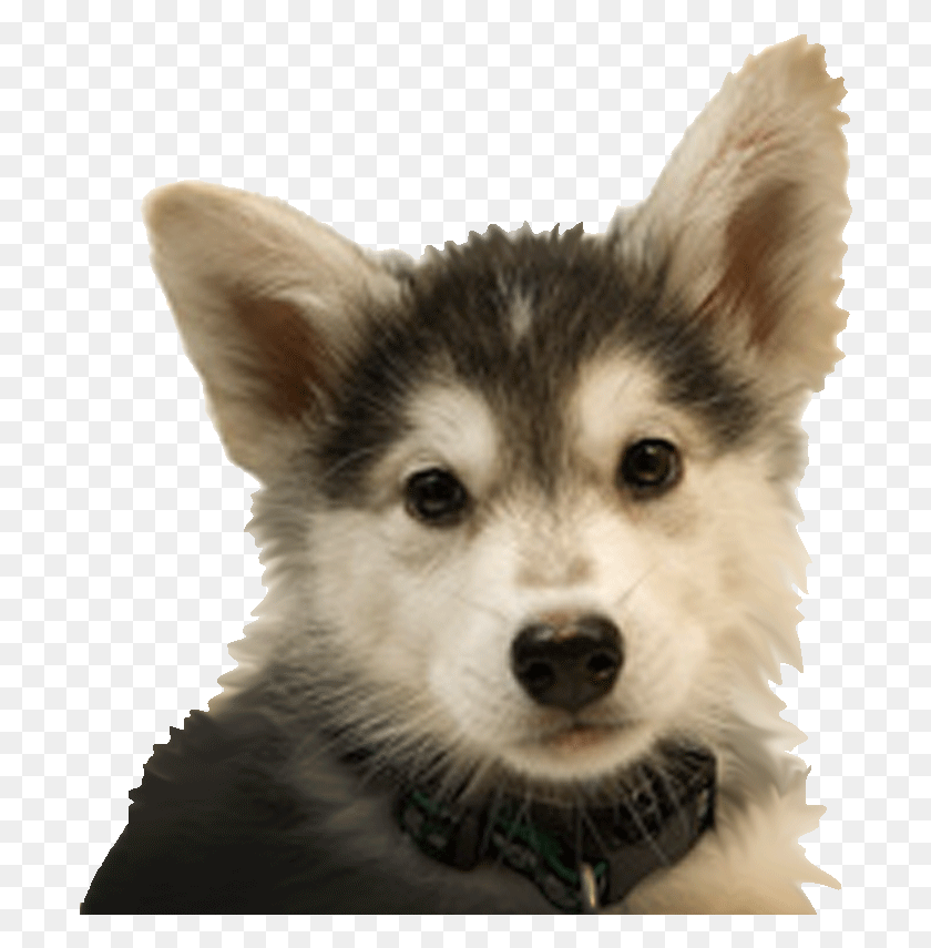 698x795 Husky Dogs Rhgov, Dog, Pet, Canine HD PNG Download